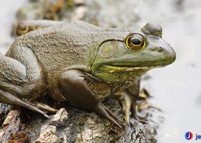 Mengenal Katak Lembu dan Keunikan yang Menarik Perhatian
