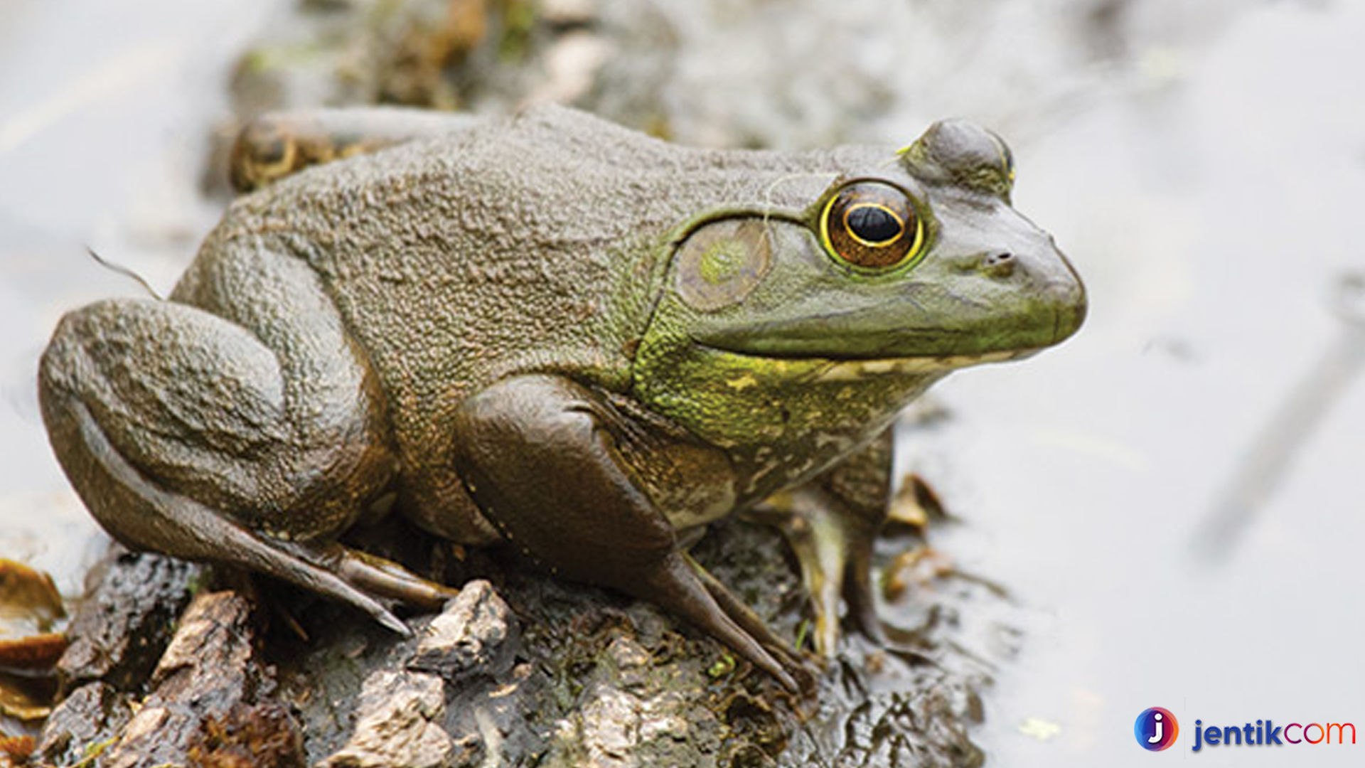 Mengenal Katak Lembu dan Keunikan yang Menarik Perhatian