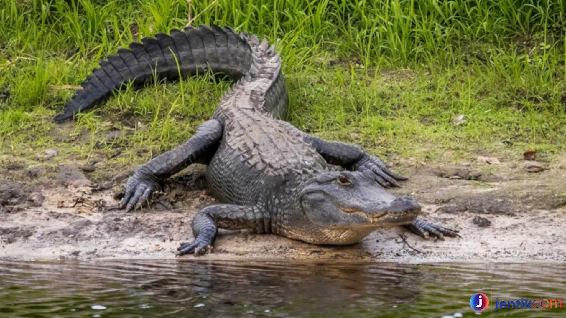 Mengenal Aligator Mematikan: Predator Purba di Dunia Modern