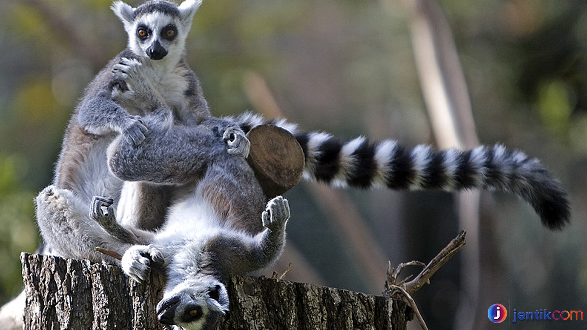 Lemuriformes: Penjelajah Hutan dengan Gaya Hidup Unik