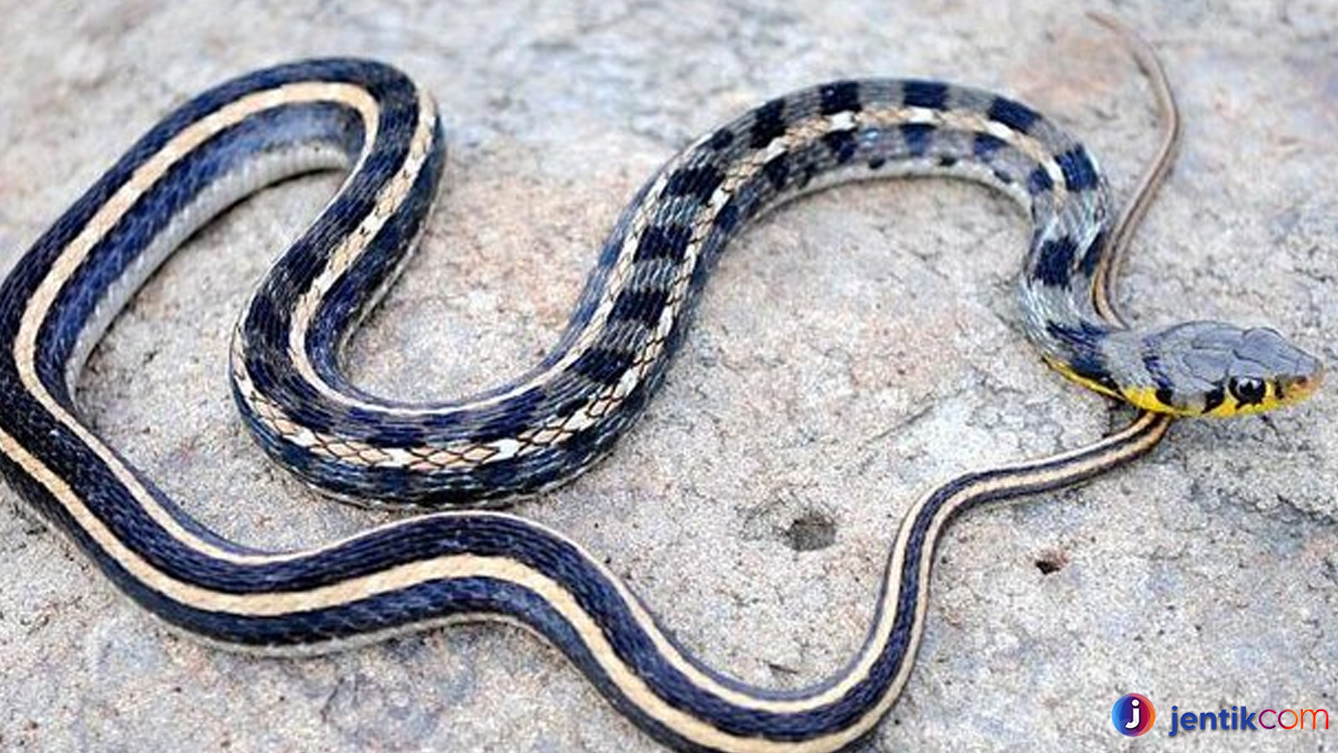 Ular Garter: 4 Keistimewaan yang Membuatnya Spesial Reptil