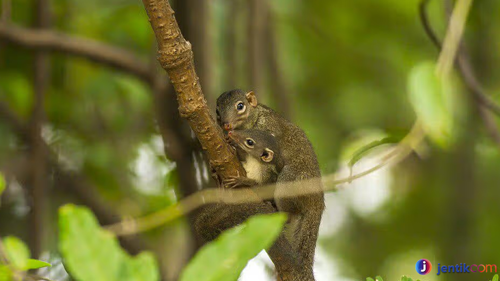 Tupai Utara dan 3 Peranannya dalam Ekosistem Hutan Tropis