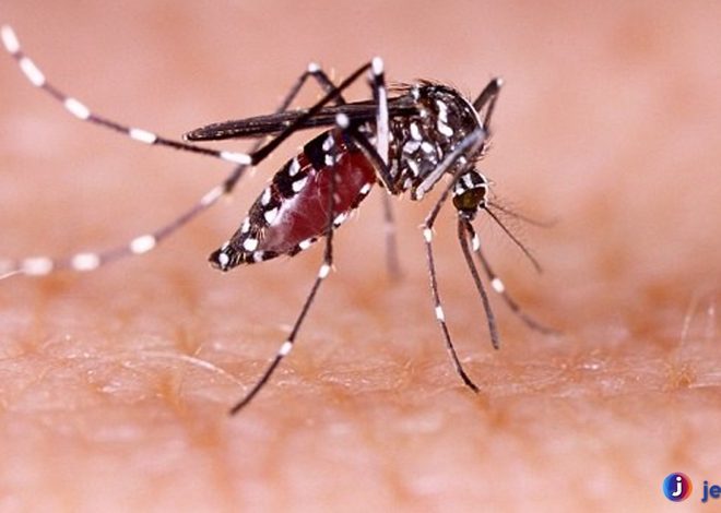 Fakta Menarik tentang Nyamuk Aedes yang Perlu Kamu Tahu