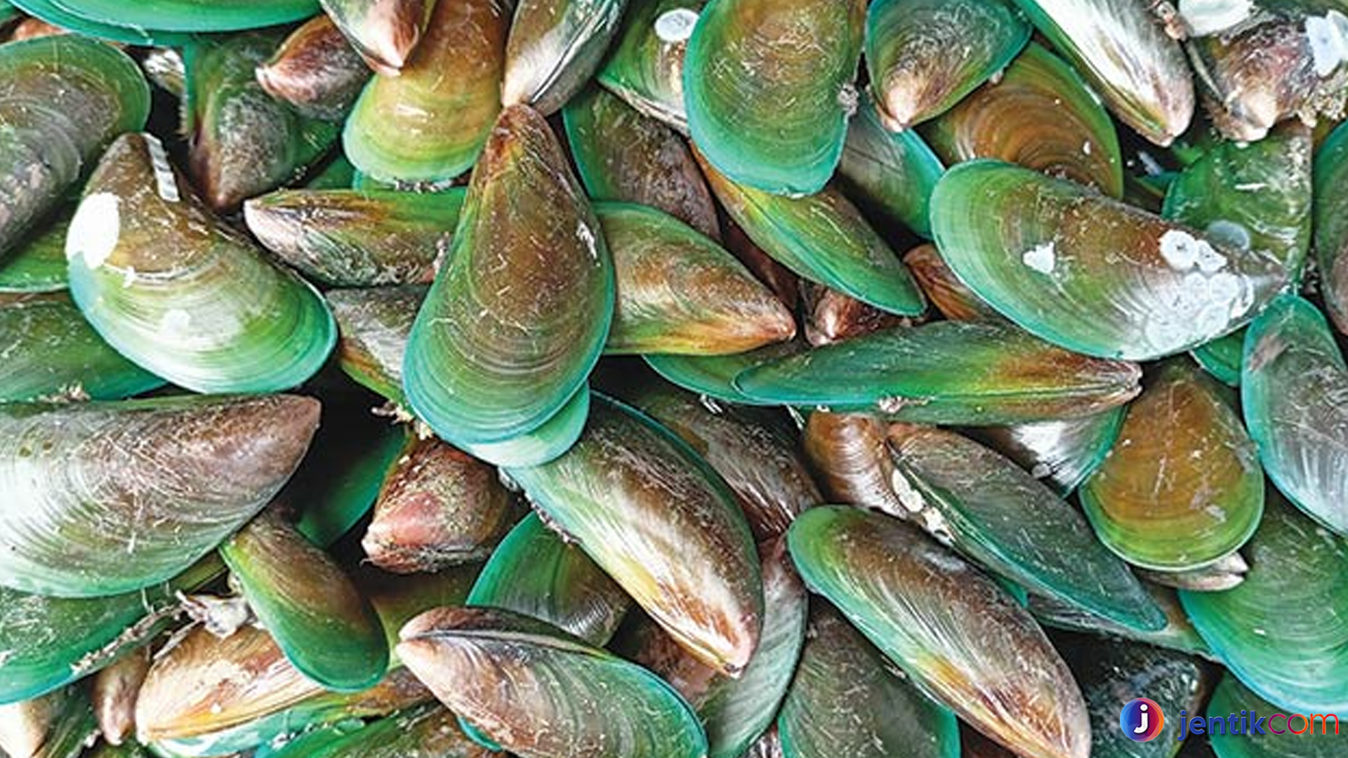Kerang Hijau: Kehidupan, Habitat, dan Perannya di Ekosistem Laut