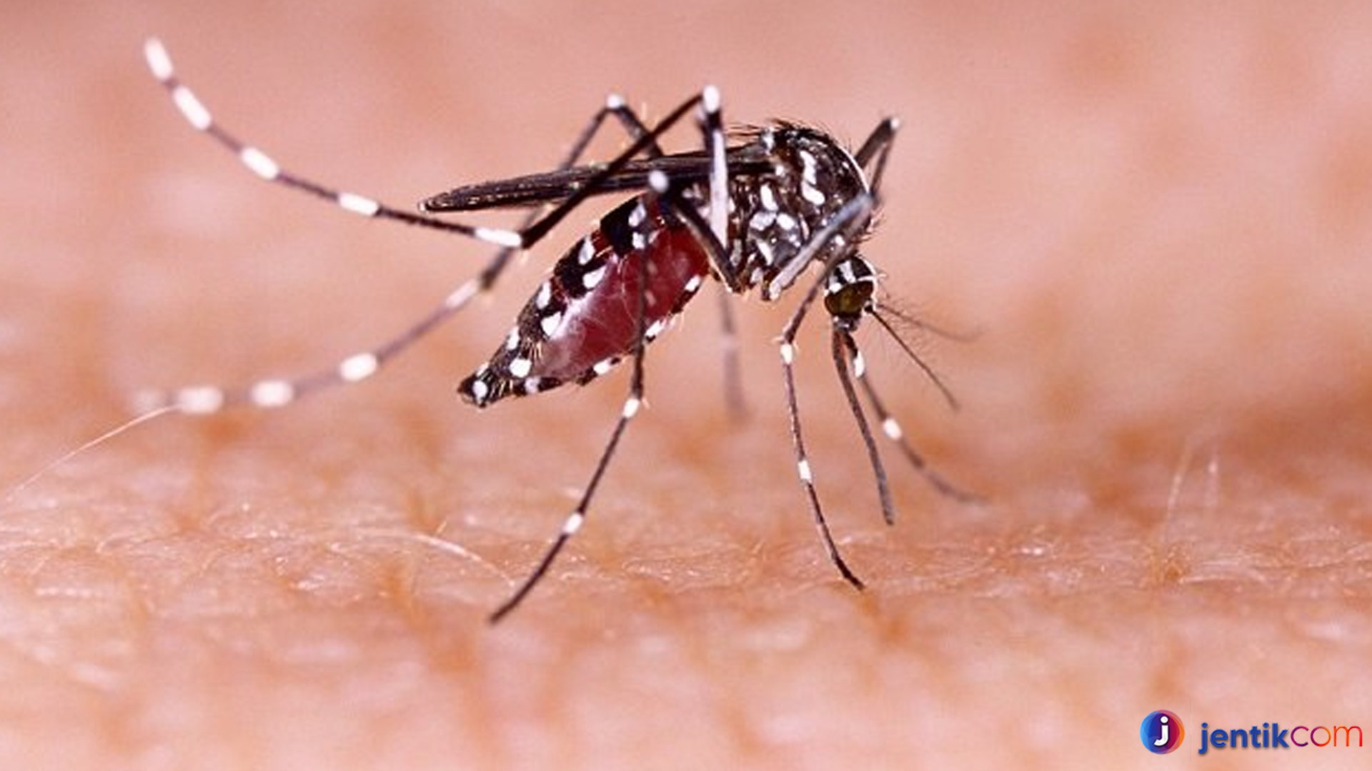 Fakta Menarik tentang Nyamuk Aedes yang Perlu Kamu Tahu