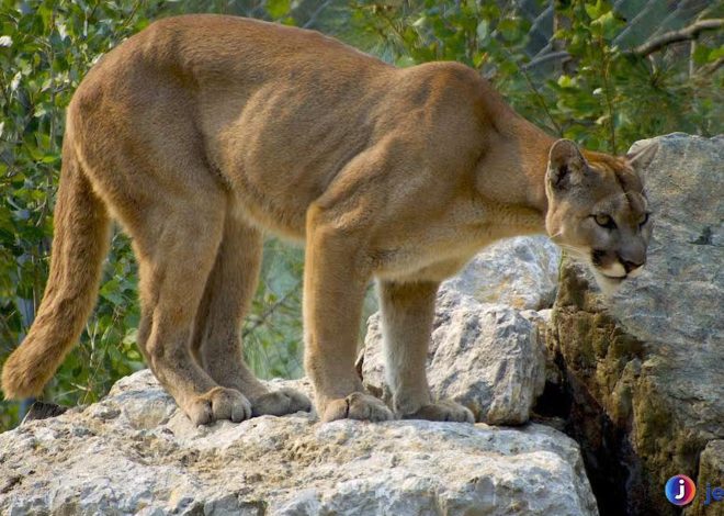 Hewan Puma: 4 Fakta Mengejutkan Tentang Kehidupan Liar
