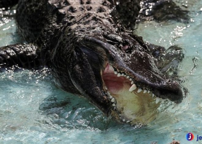 Mengenal Aligator Mematikan: Predator Purba di Dunia Modern