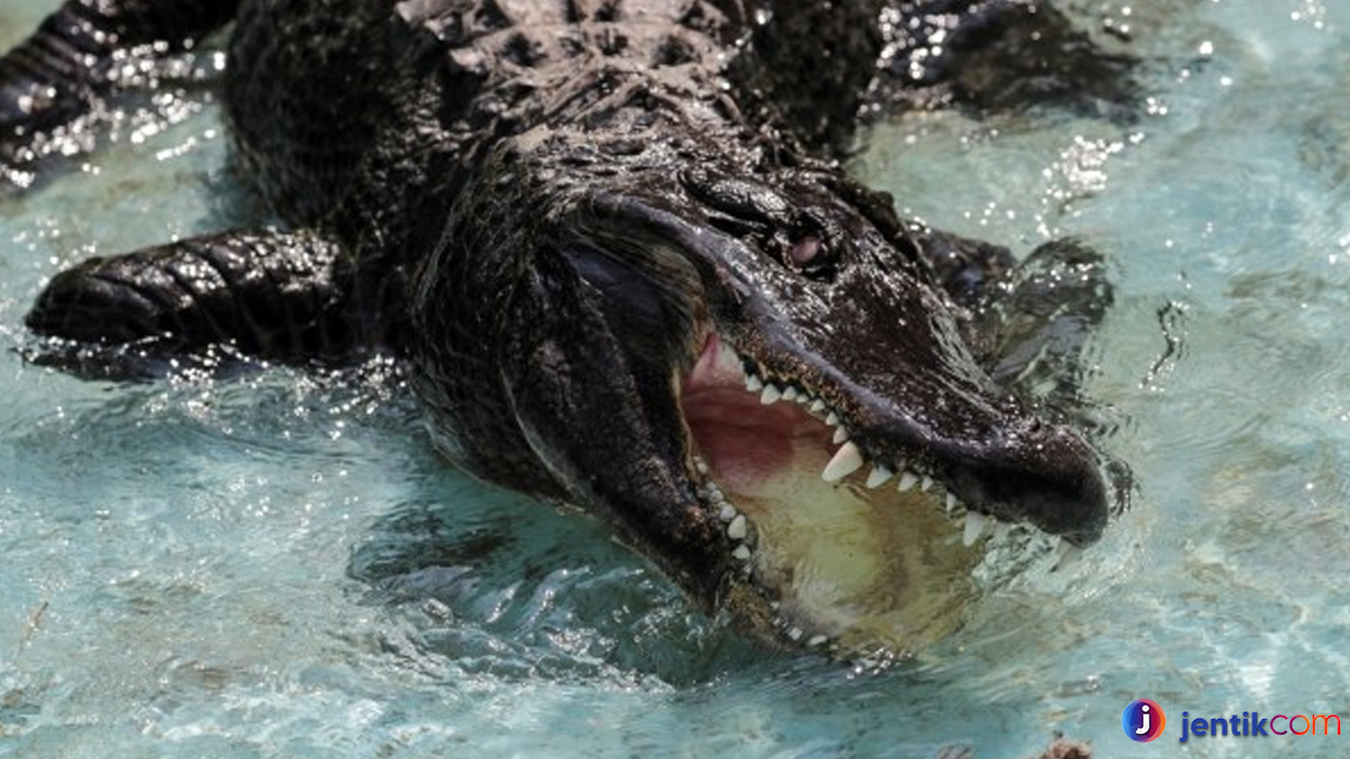 Mengenal Aligator Mematikan: Predator Purba di Dunia Modern