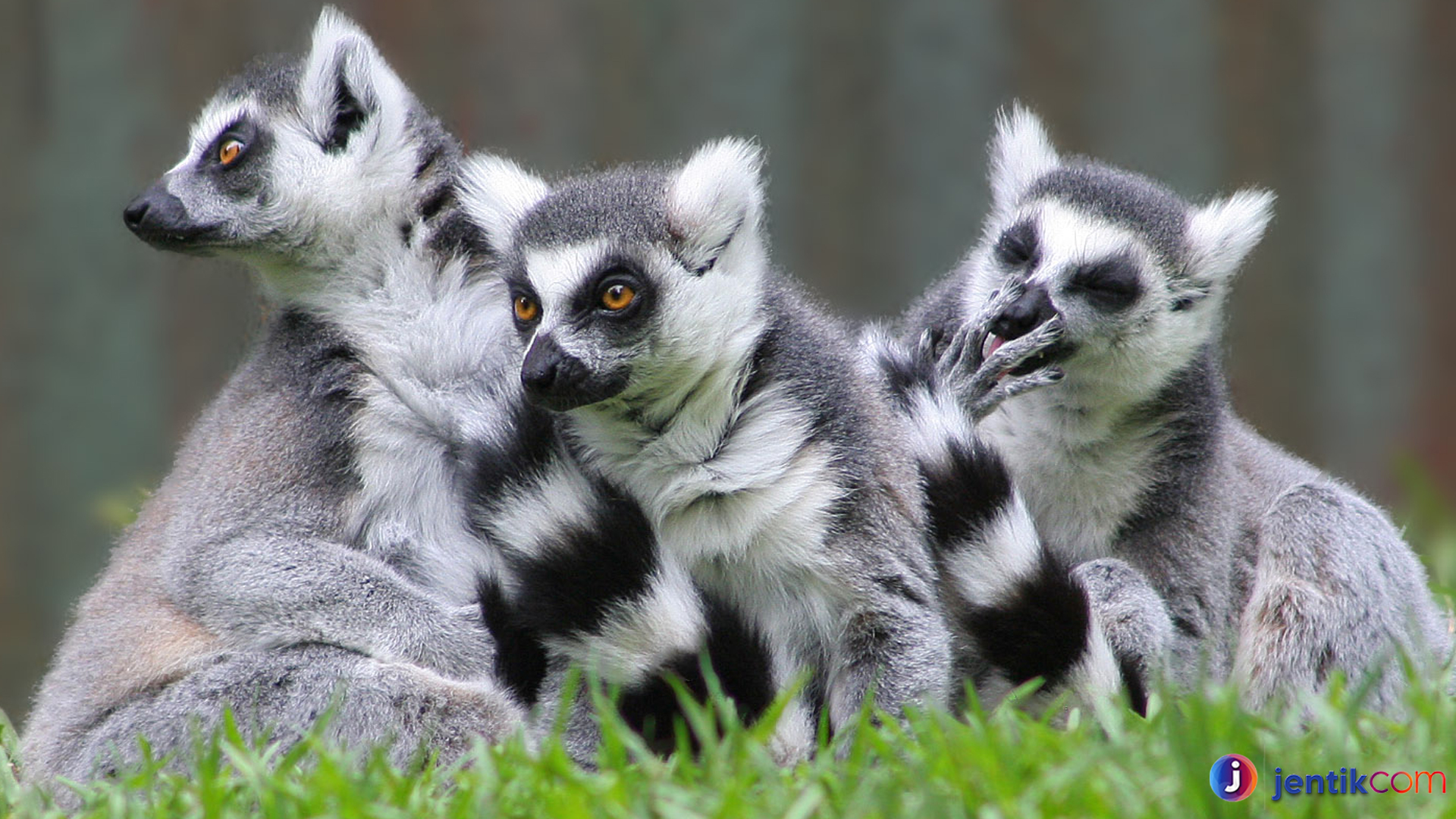 Lemuriformes: Penjelajah Hutan dengan Gaya Hidup Unik