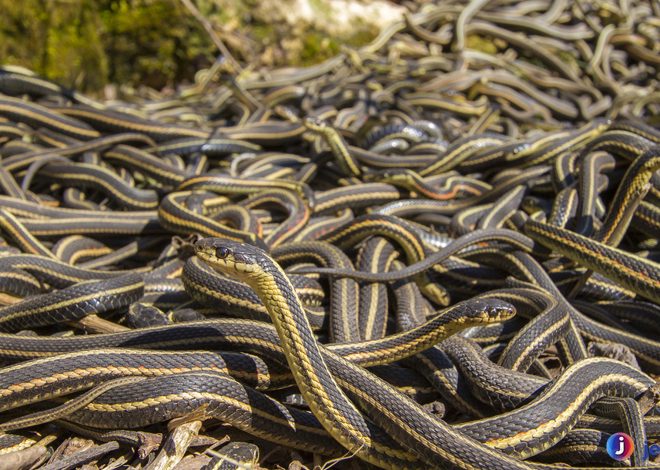 Ular Garter: 4 Keistimewaan yang Membuatnya Spesial Reptil