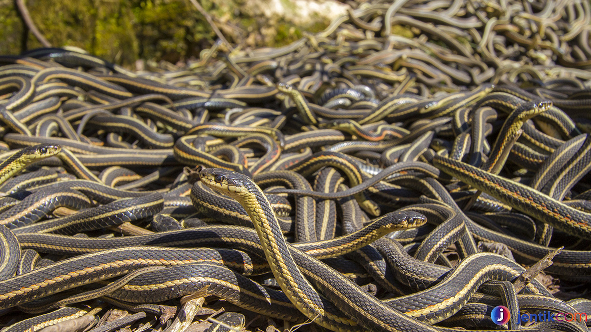 Ular Garter: 4 Keistimewaan yang Membuatnya Spesial Reptil