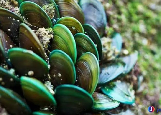 Kerang Hijau: Kehidupan, Habitat, dan Perannya di Ekosistem Laut