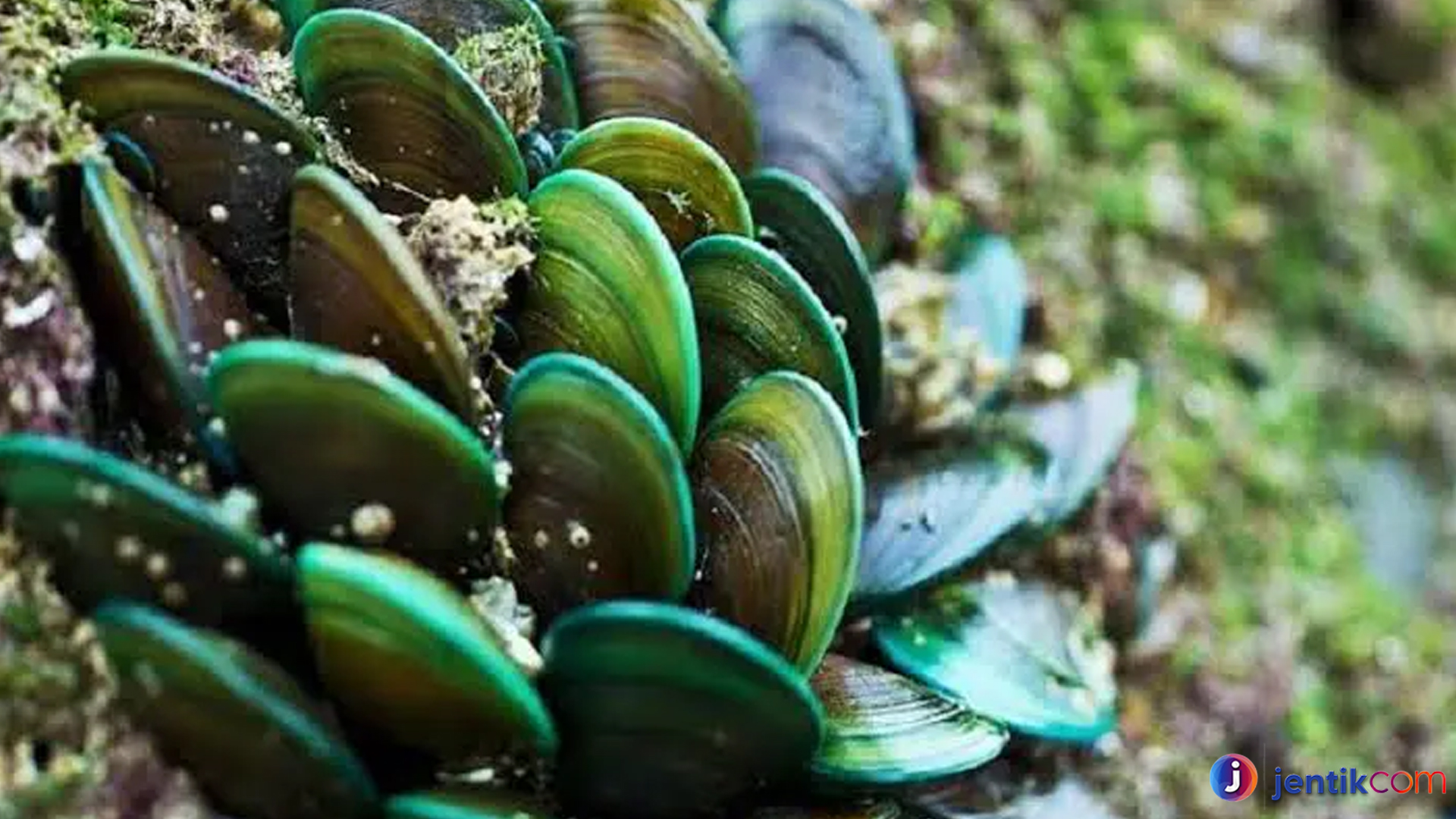 Kerang Hijau: Kehidupan, Habitat, dan Perannya di Ekosistem Laut