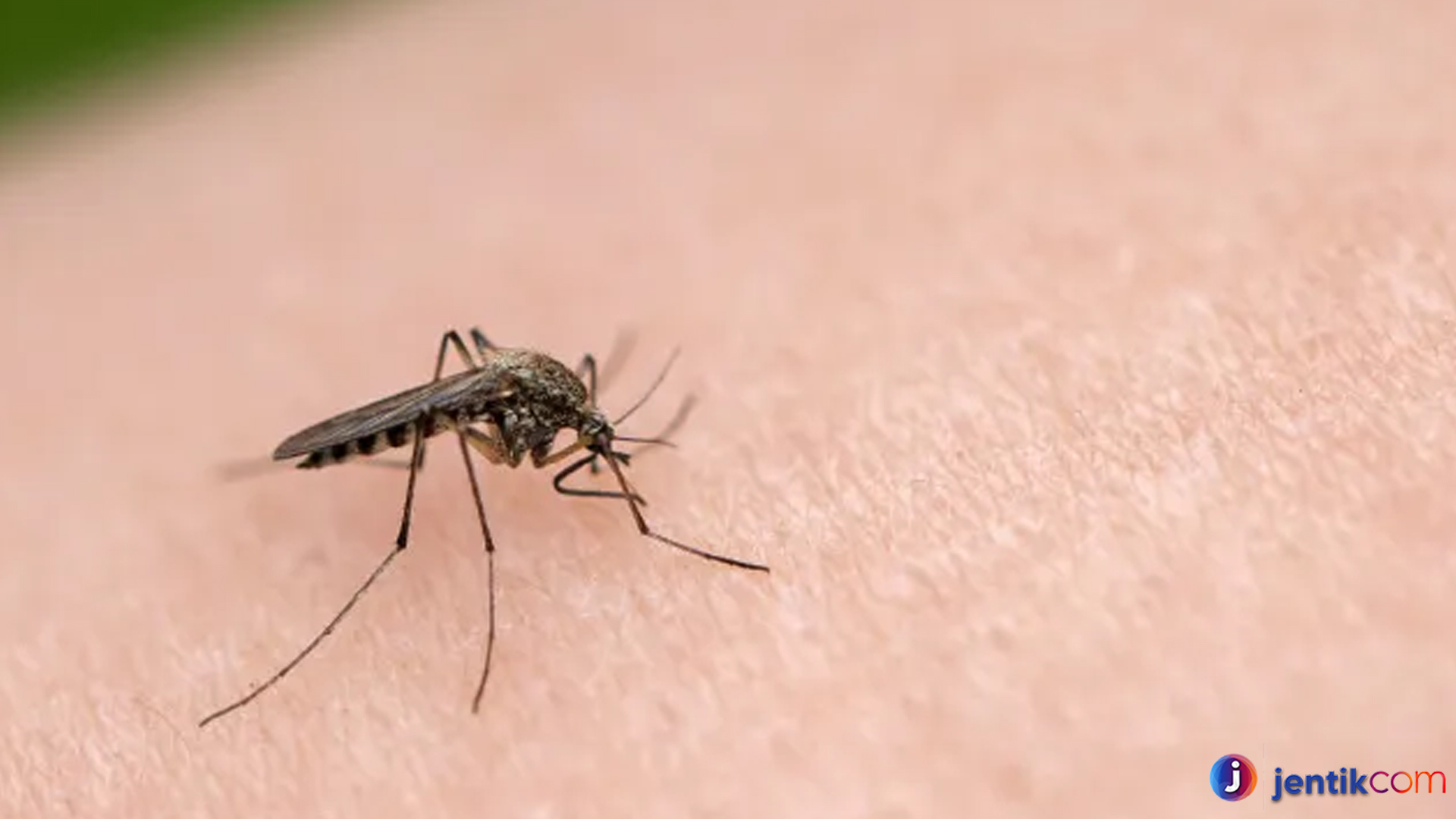 Fakta Menarik tentang Nyamuk Aedes yang Perlu Kamu Tahu