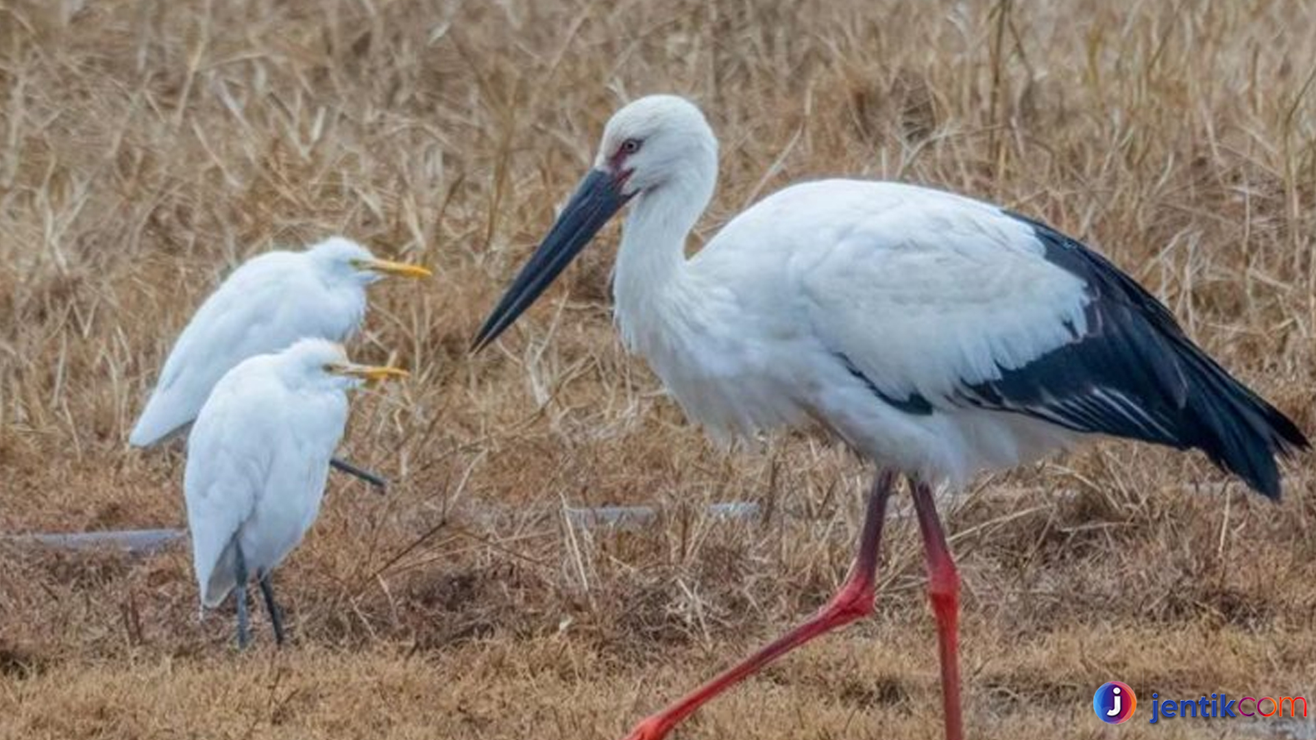 Mengenal Bangau Putih Melalui Karakteristik yang Unik