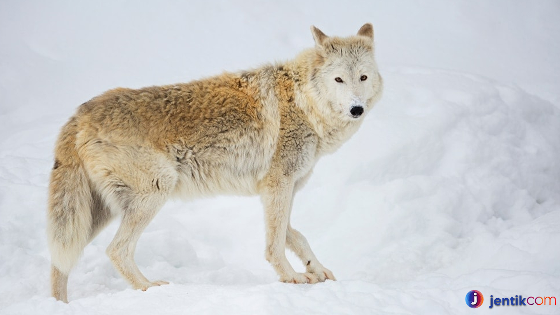 Mengintip Dunia Serigala Tundra: Predator Tangguh di Padang Es