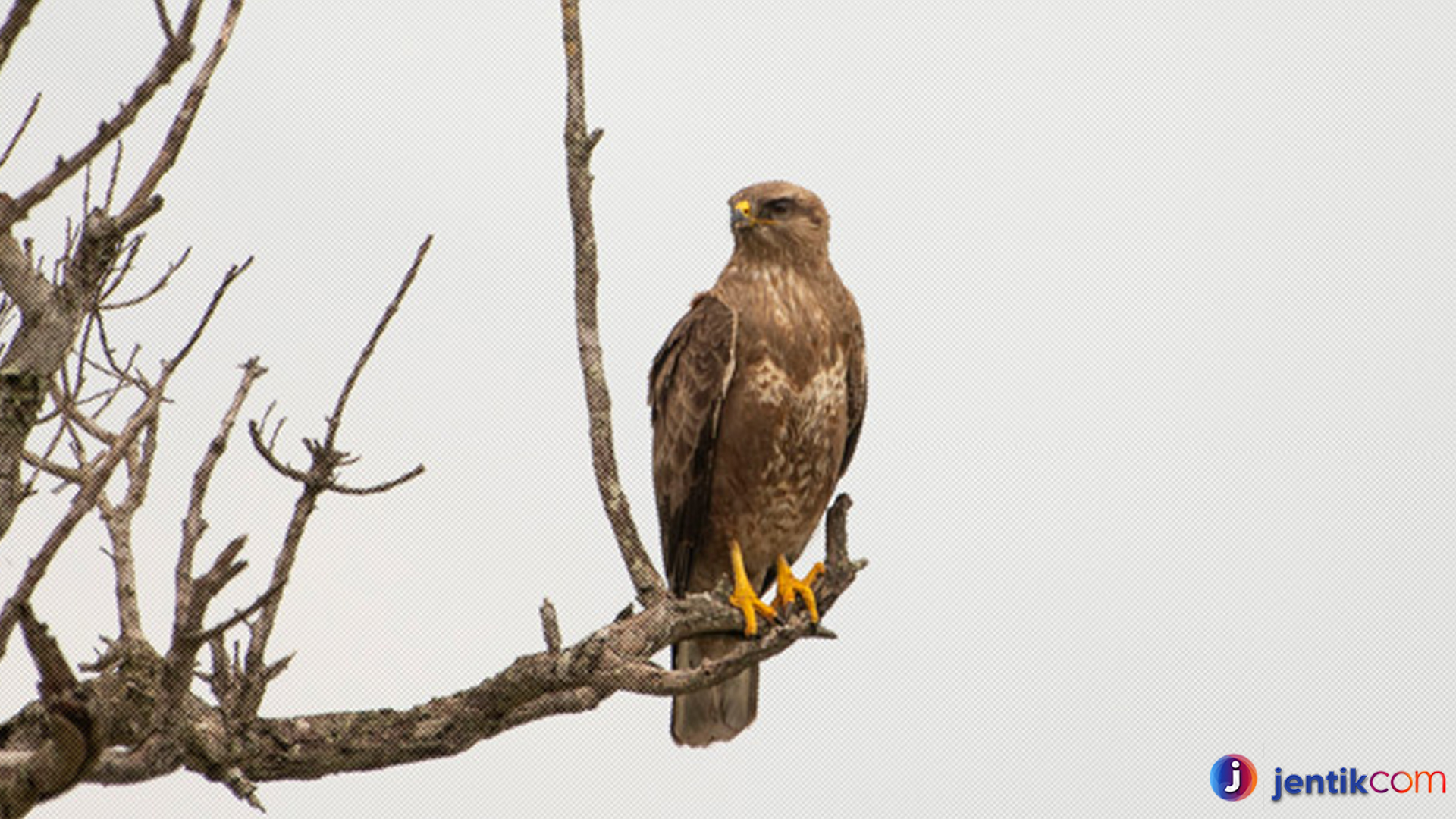 Fakta Menarik Tentang Ukuran Sayap dan Kekuatan Elang Buteo