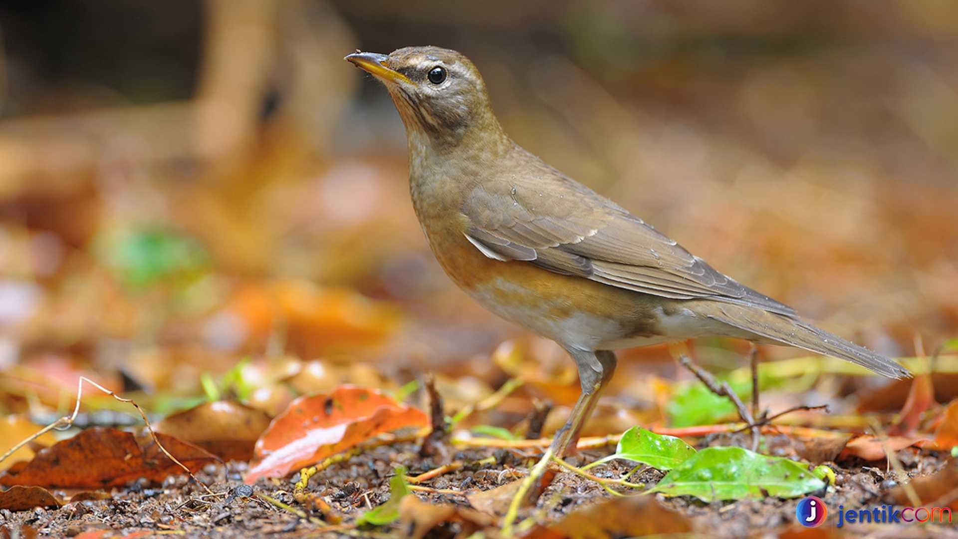Burung Anis Kening Fakta Unik Seputar Warna dan Pola Bulu