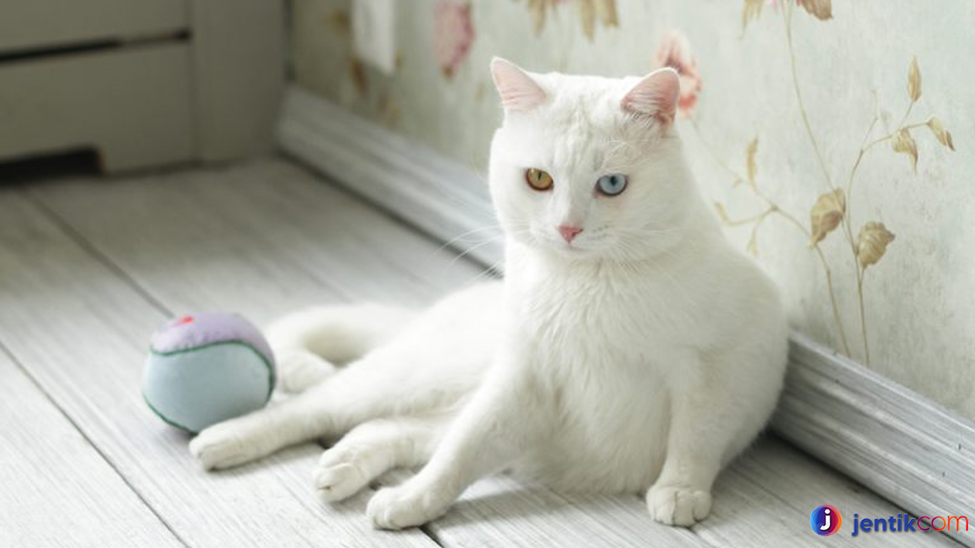 Hal yang Membuat Khao Manee Beda dari Ras Kucing Lain