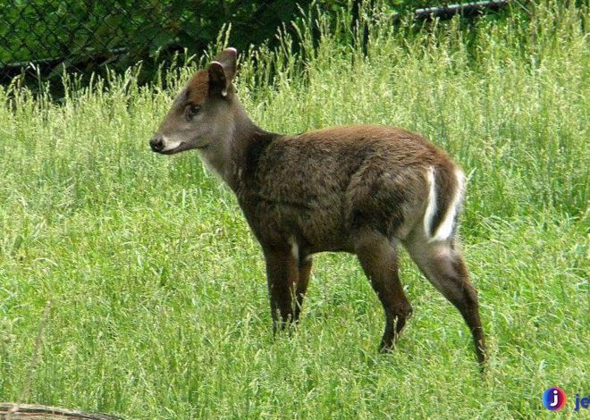 Keistimewaan Rusa Berumbai: Tanduk, Bulu, dan Adaptasinya