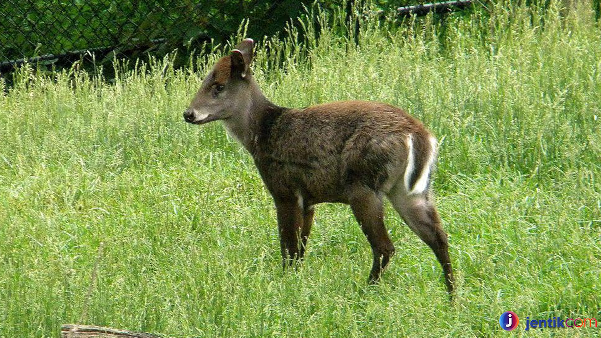 Keistimewaan Rusa Berumbai: Tanduk, Bulu, dan Adaptasinya