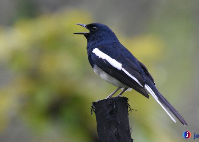 Burung Kucica Kampung: Kebiasaan, Ciri Khas, dan Daya Tariknya