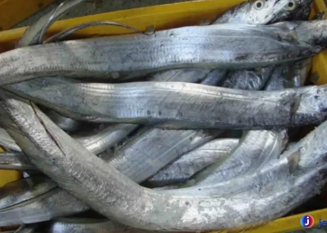 Ikan Layur dan Keunikan Hidup yang Membuatnya Istimewa