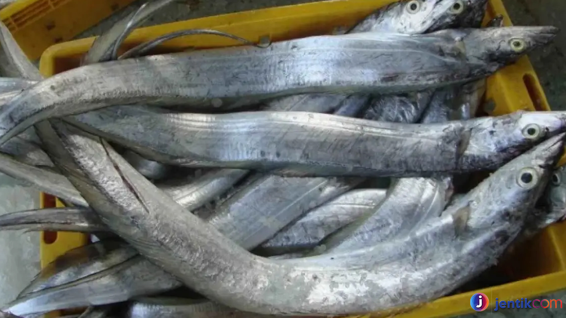 Ikan Layur dan Keunikan Hidup yang Membuatnya Istimewa