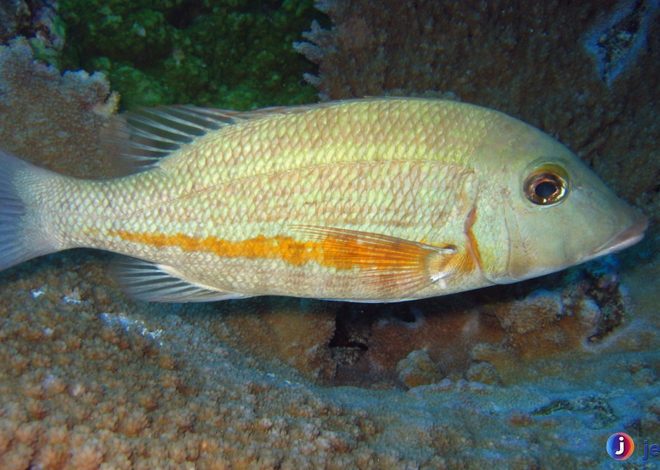 Mengenal Ikan Lencam: Kebiasaan dan Habitatnya yang Unik