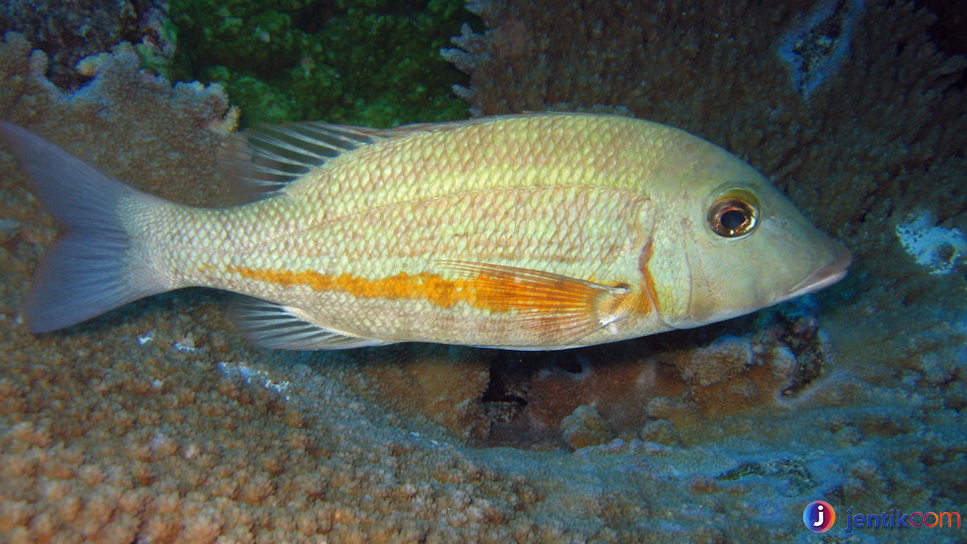 Mengenal Ikan Lencam: Kebiasaan dan Habitatnya yang Unik