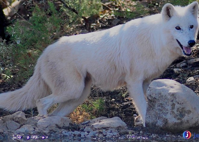 Mengintip Dunia Serigala Tundra: Predator Tangguh di Padang Es