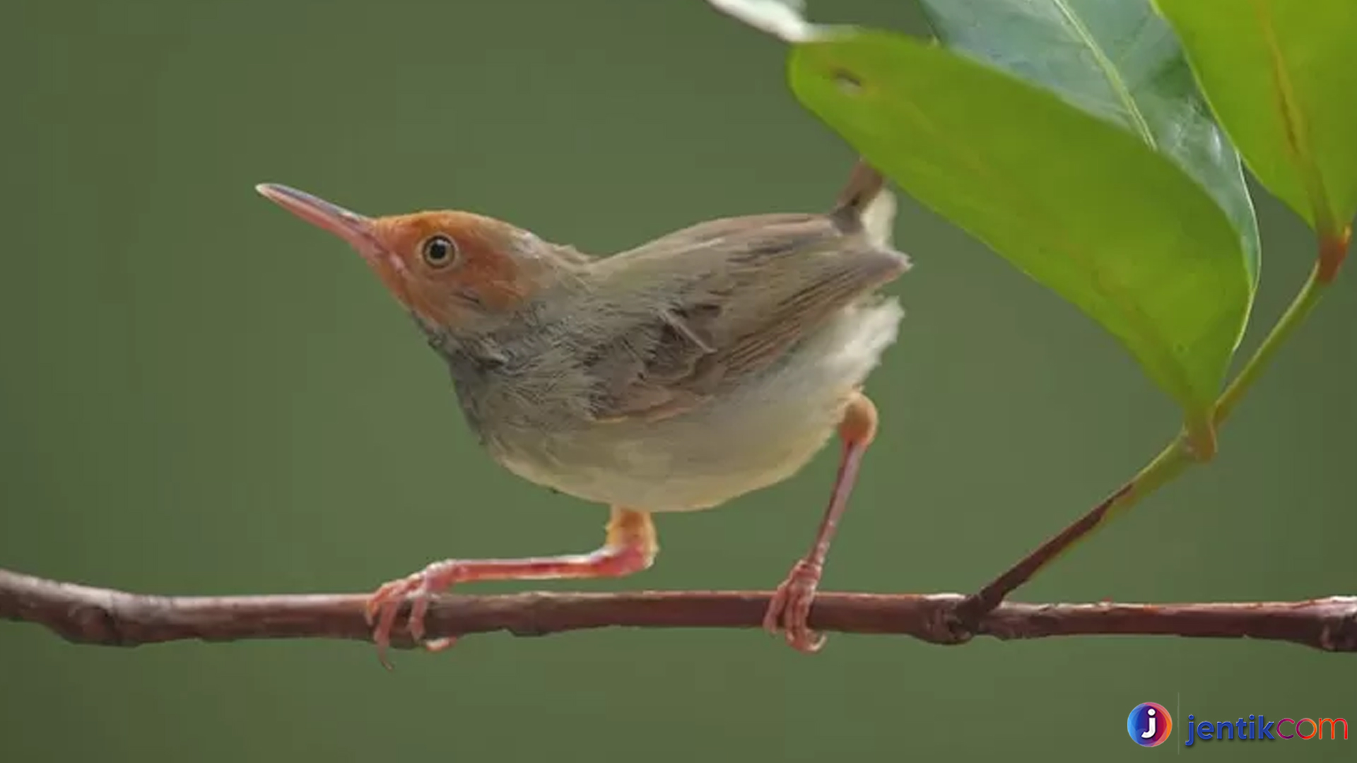 Burung Perenjak Jawa: Dari Habitat Hingga Karakter Uniknya