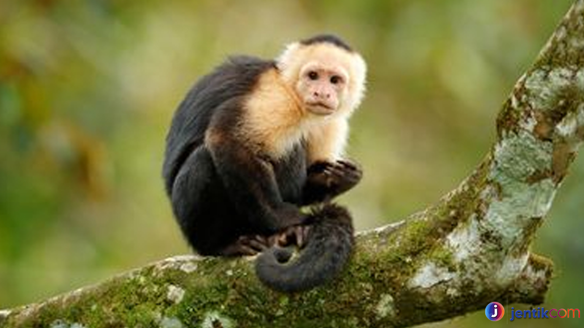 Dunia Monyet Kapusin: Perilaku, Habitat, dan Kebiasaan Menarik
