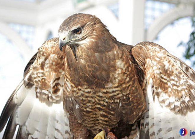 Fakta Menarik Tentang Ukuran Sayap dan Kekuatan Elang Buteo
