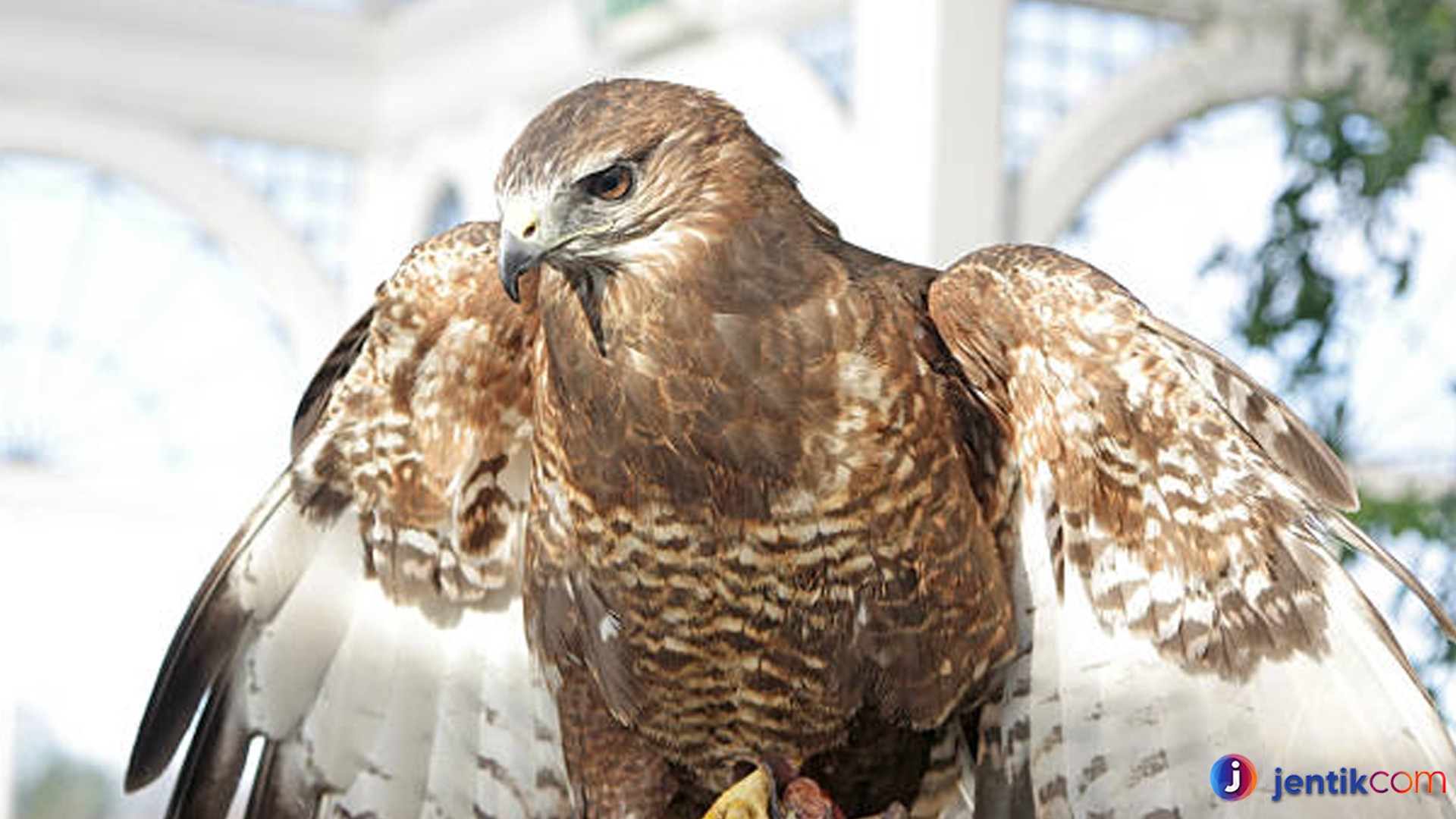 Fakta Menarik Tentang Ukuran Sayap dan Kekuatan Elang Buteo