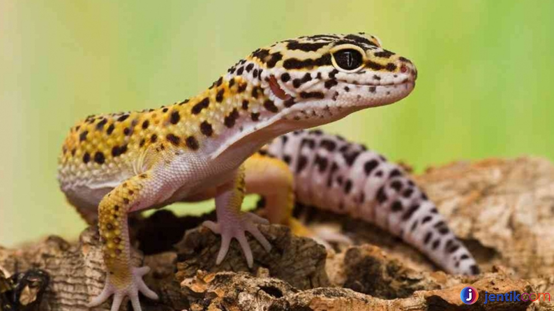 4 Alasan Tokek Leopard Menjadi Hewan Favorit Pecinta Reptil