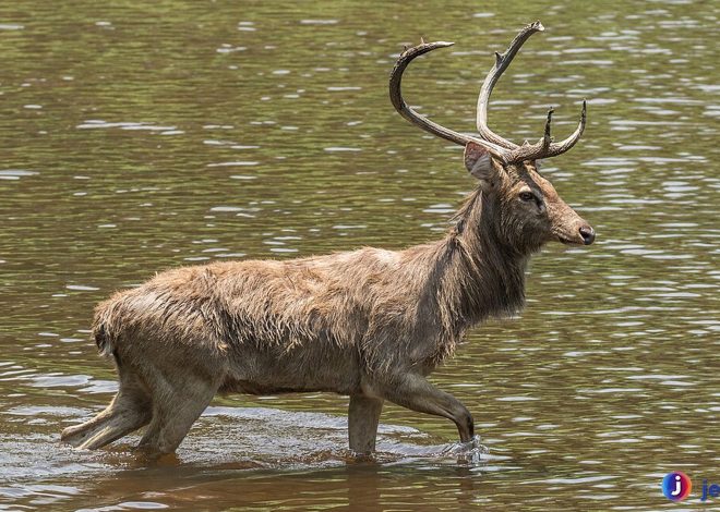 Perjalanan Konservasi Barasinga, Rusa Air yang Terancam