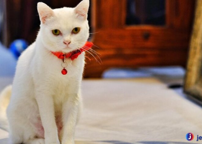 Hal yang Membuat Khao Manee Beda dari Ras Kucing Lain