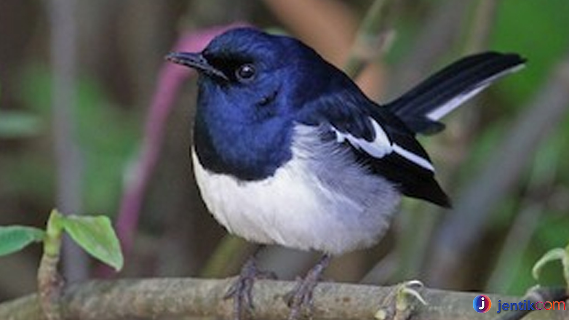 Burung Kucica Kampung: Kebiasaan, Ciri Khas, dan Daya Tariknya