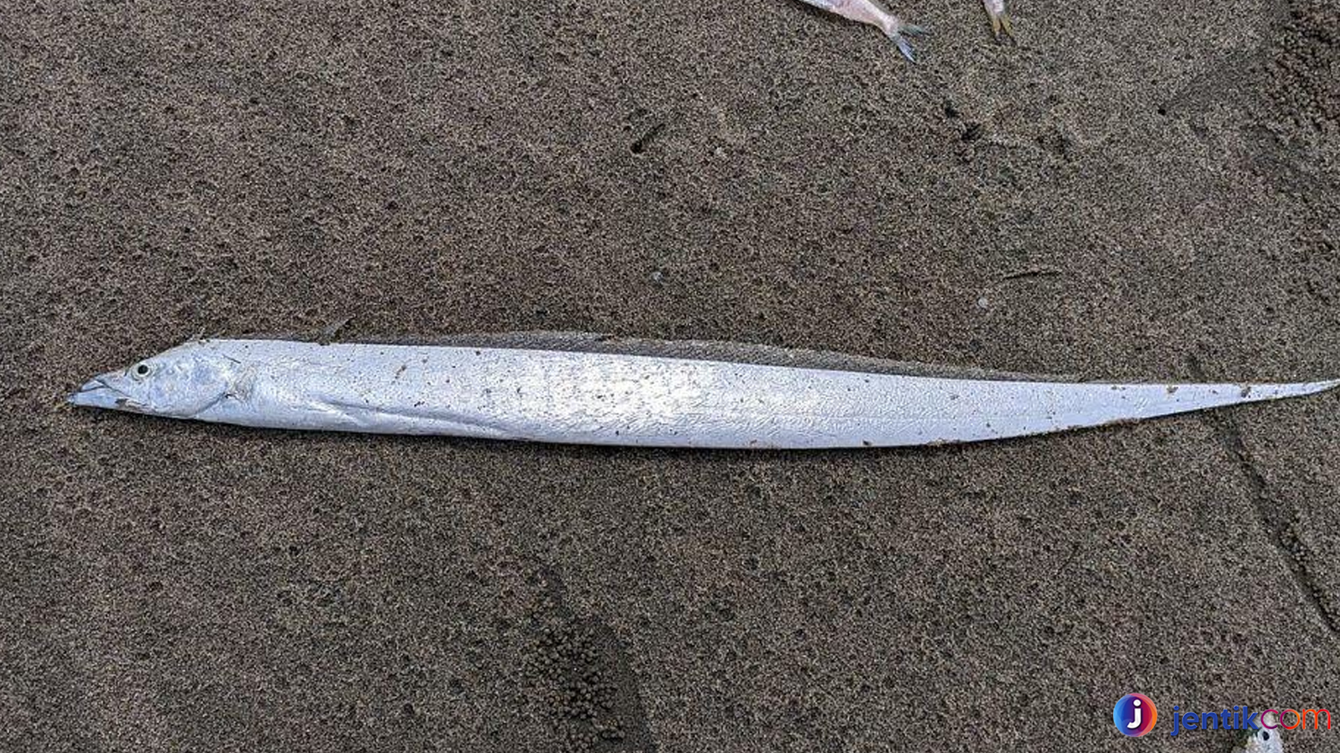 Ikan Layur dan Keunikan Hidup yang Membuatnya Istimewa