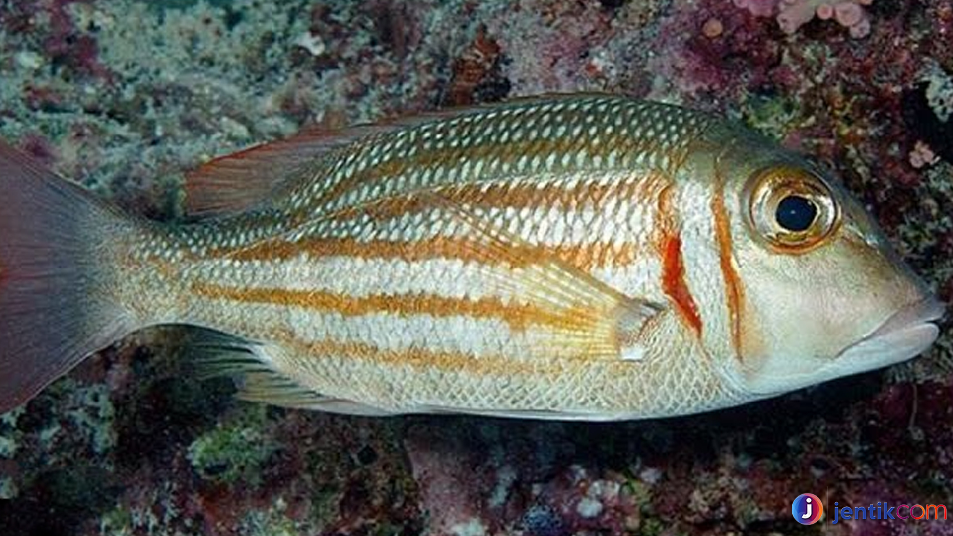 Mengenal Ikan Lencam: Kebiasaan dan Habitatnya yang Unik