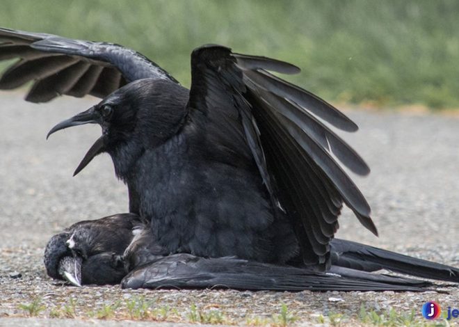 Fakta Unik Gagak Bangkai, Burung Hitam Penjaga Ekosistem