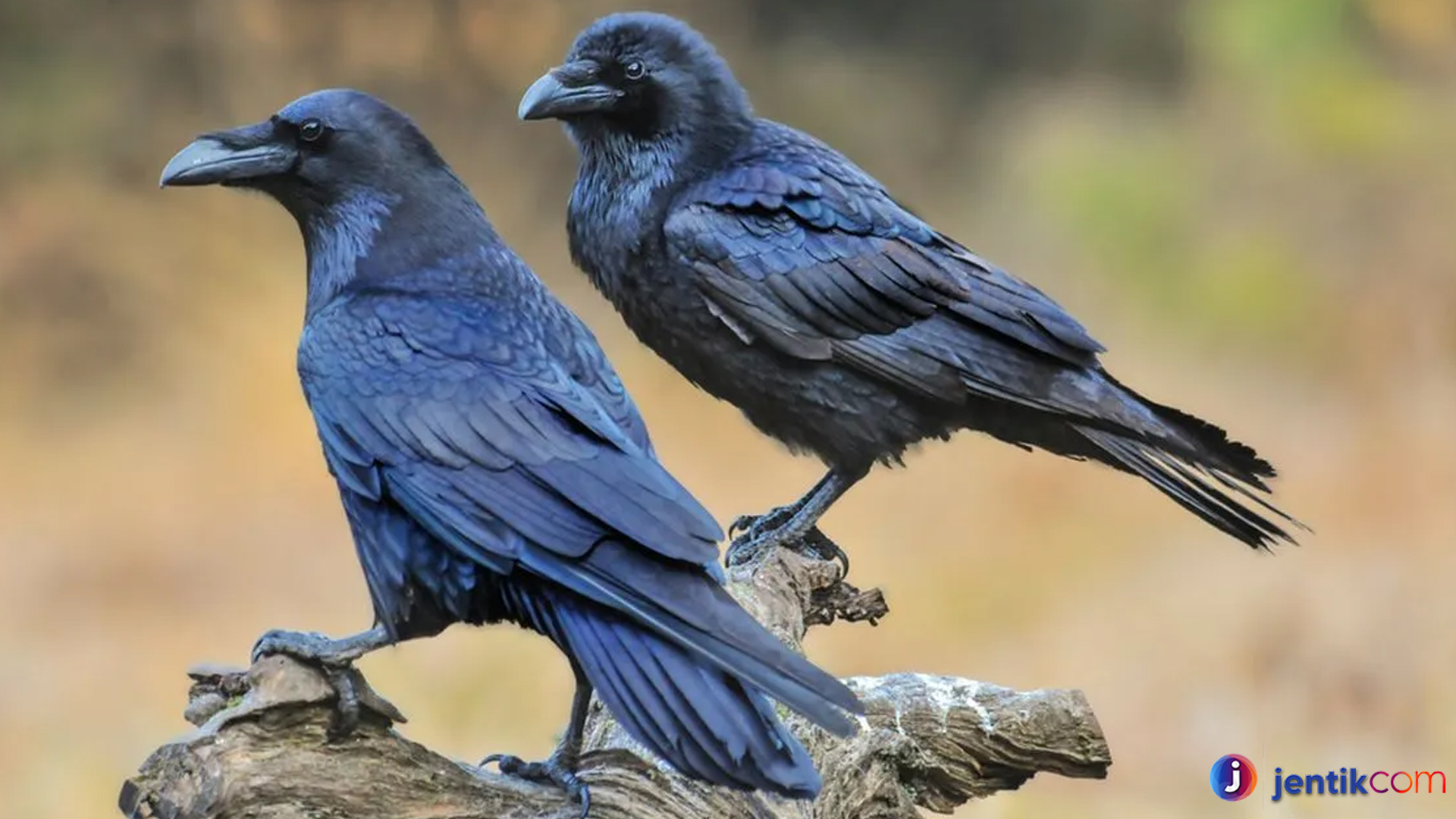 Fakta Unik Gagak Bangkai, Burung Hitam Penjaga Ekosistem