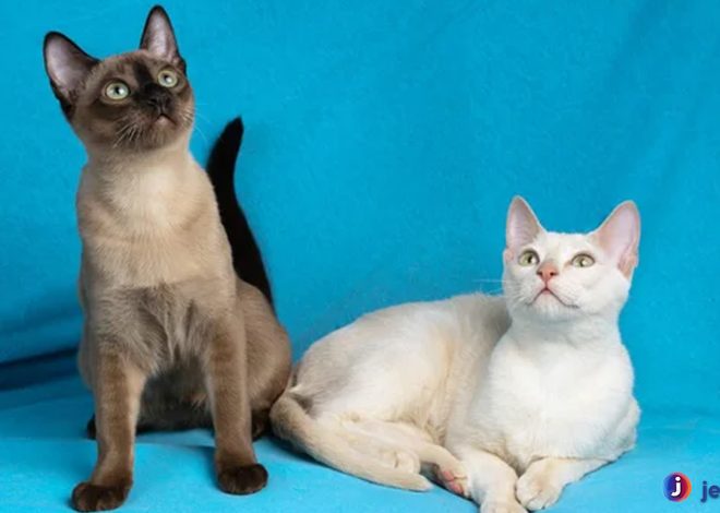 Pesona Kucing Tonkin yang Memikat Hati Pecinta Hewan