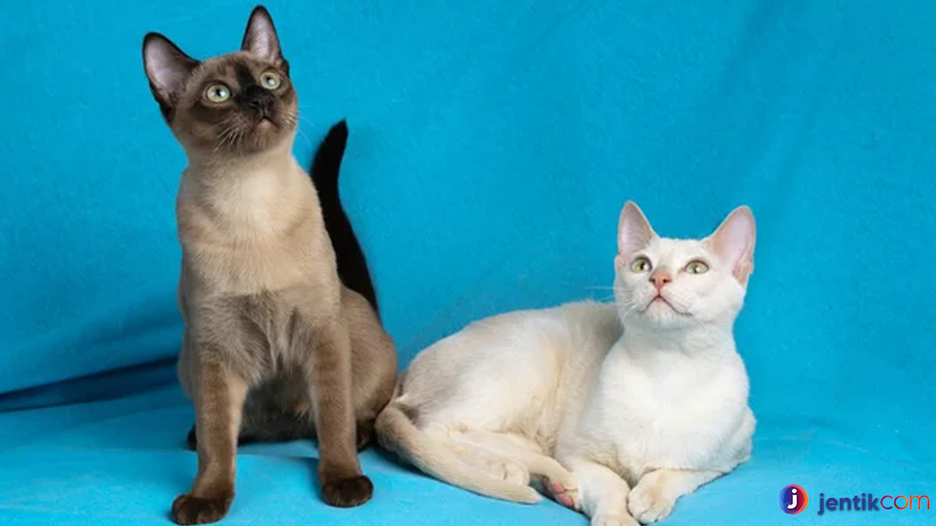 Pesona Kucing Tonkin yang Memikat Hati Pecinta Hewan