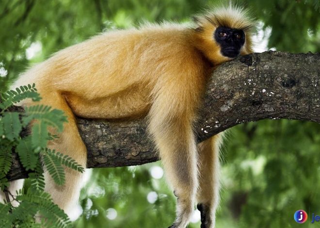 Melindungi Langur Emas: Primata Eksotis yang Terancam Punah