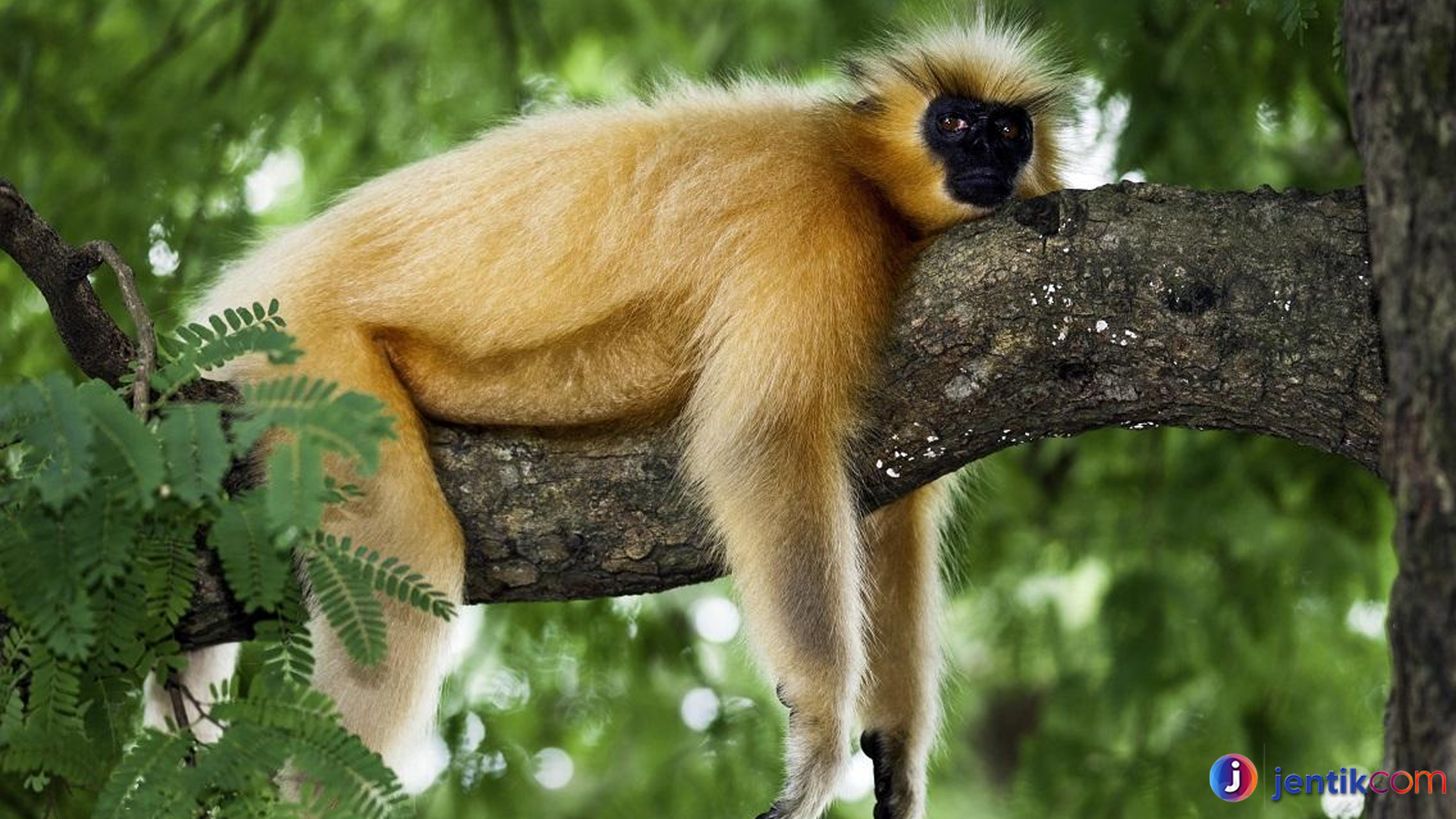 Melindungi Langur Emas: Primata Eksotis yang Terancam Punah