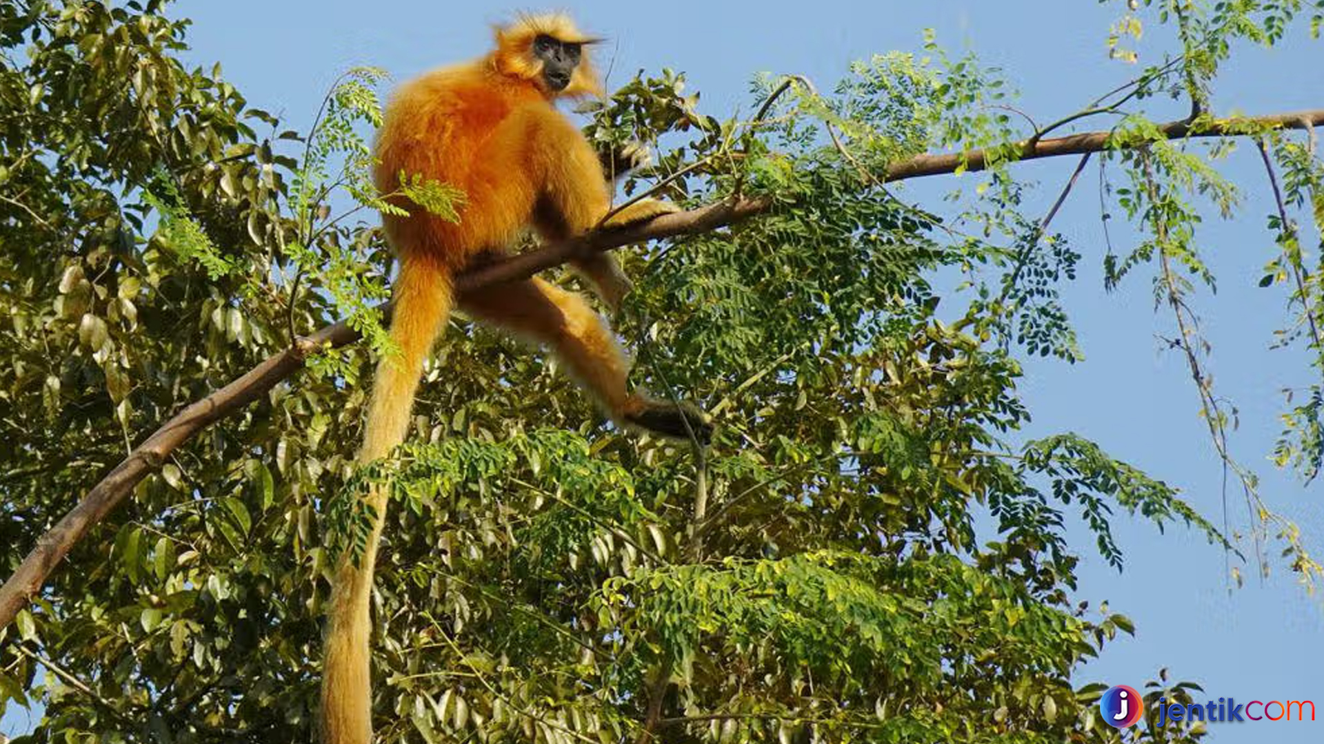 Melindungi Langur Emas: Primata Eksotis yang Terancam Punah