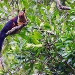 Mengungkap Rahasia Jelarang India yang Memukau Peneliti