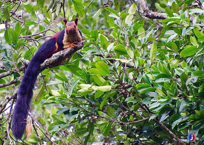 Mengungkap Rahasia Jelarang India yang Memukau Peneliti